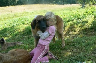 leonbergers