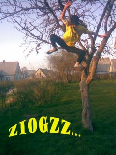 ziogzz