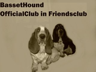 BassetHound